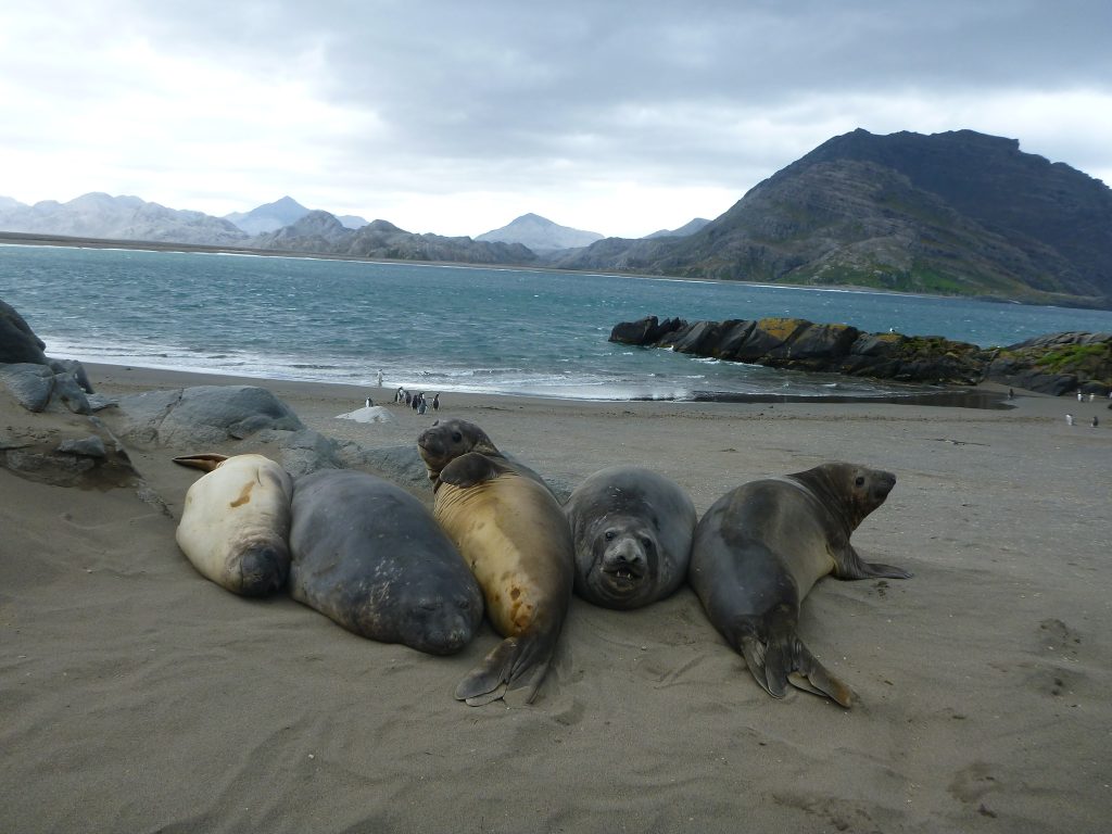 Eléphants de mer à Kerguelen ©L.Thérond